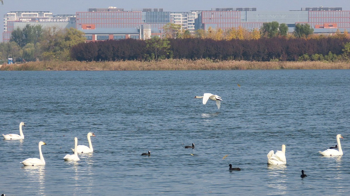 北龙湖的白天鹅和黑水鸡