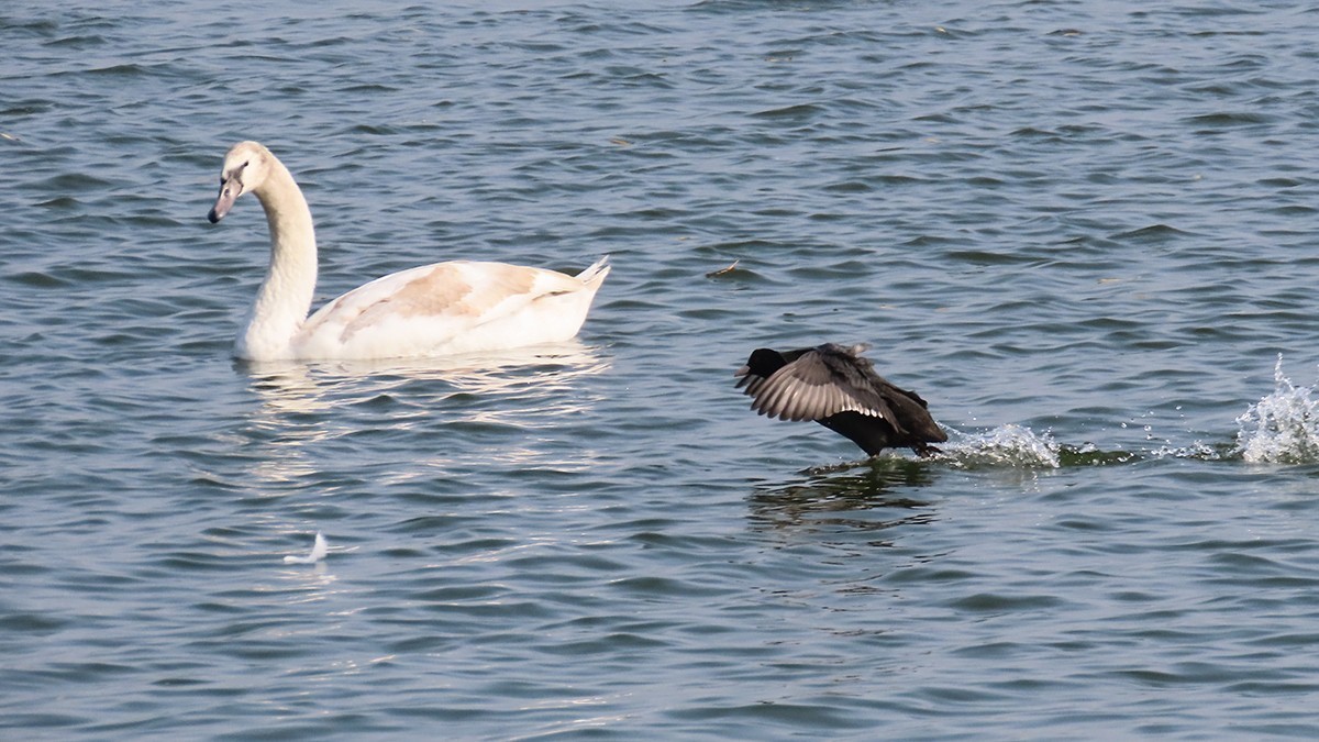 北龙湖的白天鹅和黑水鸡