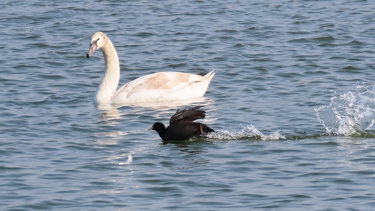北龙湖的白天鹅和黑水鸡