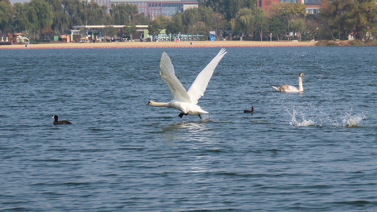 北龙湖的白天鹅和黑水鸡