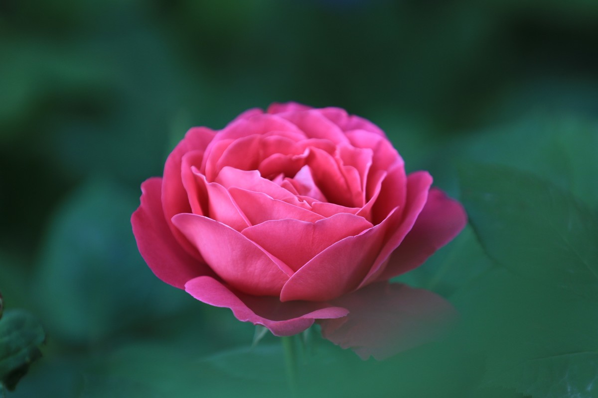 小区散步拍些花花草草