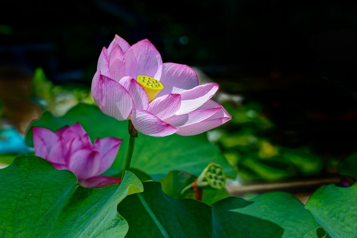 中山植物园荷展随拍
