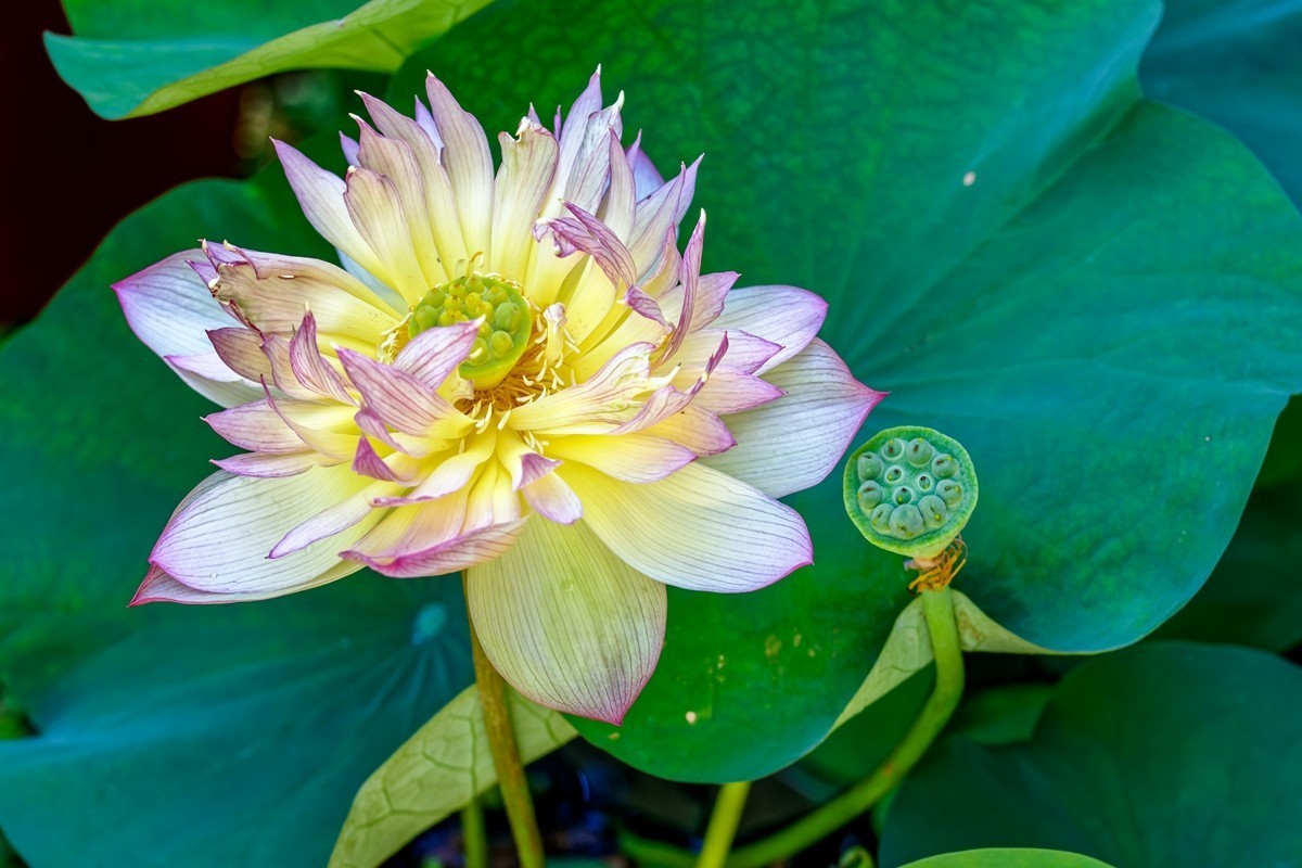 中山植物园荷展随拍