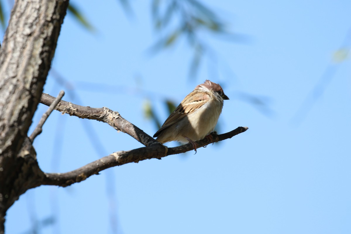 在今天7D2配100-400F4.5-5.6II仍然是绝配