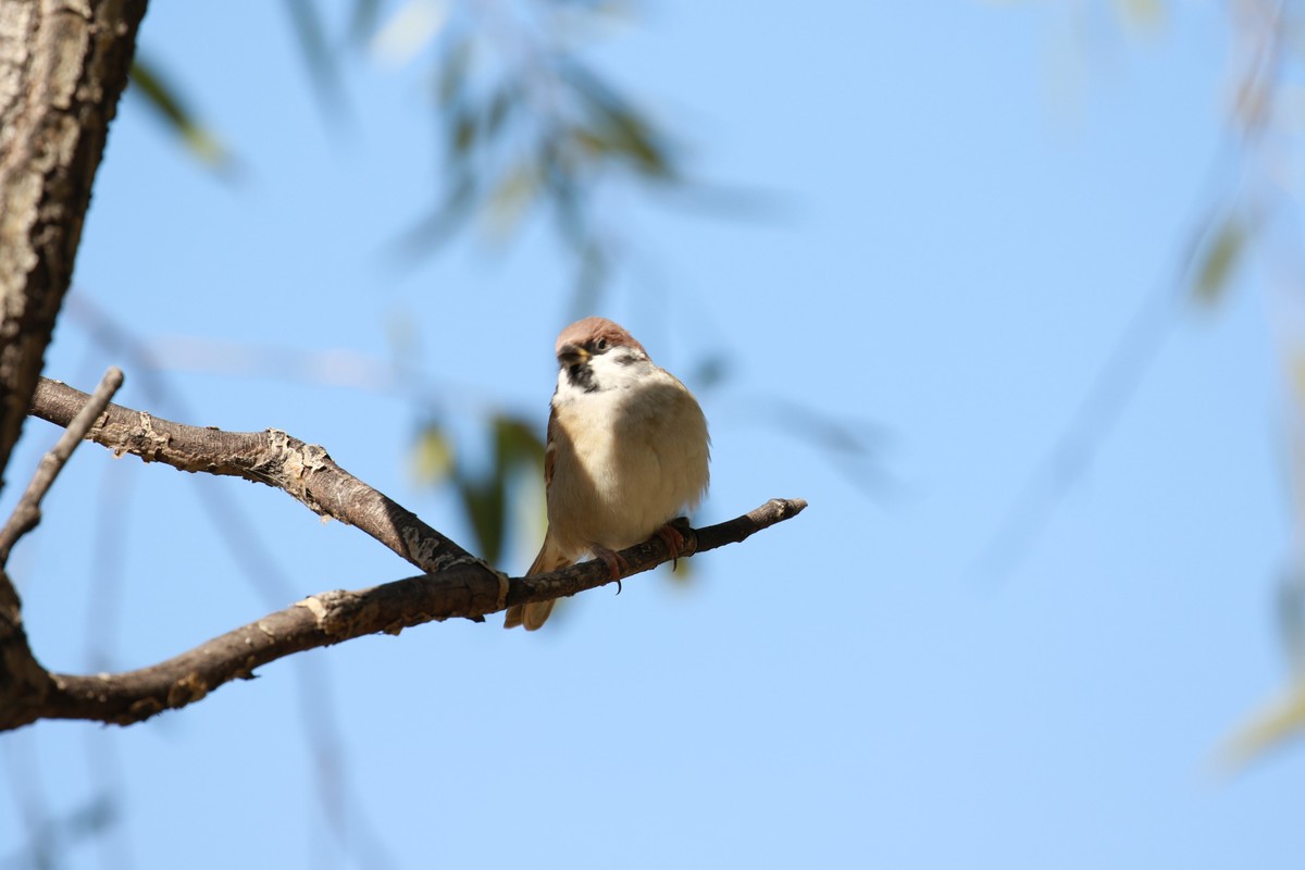 在今天7D2配100-400F4.5-5.6II仍然是绝配