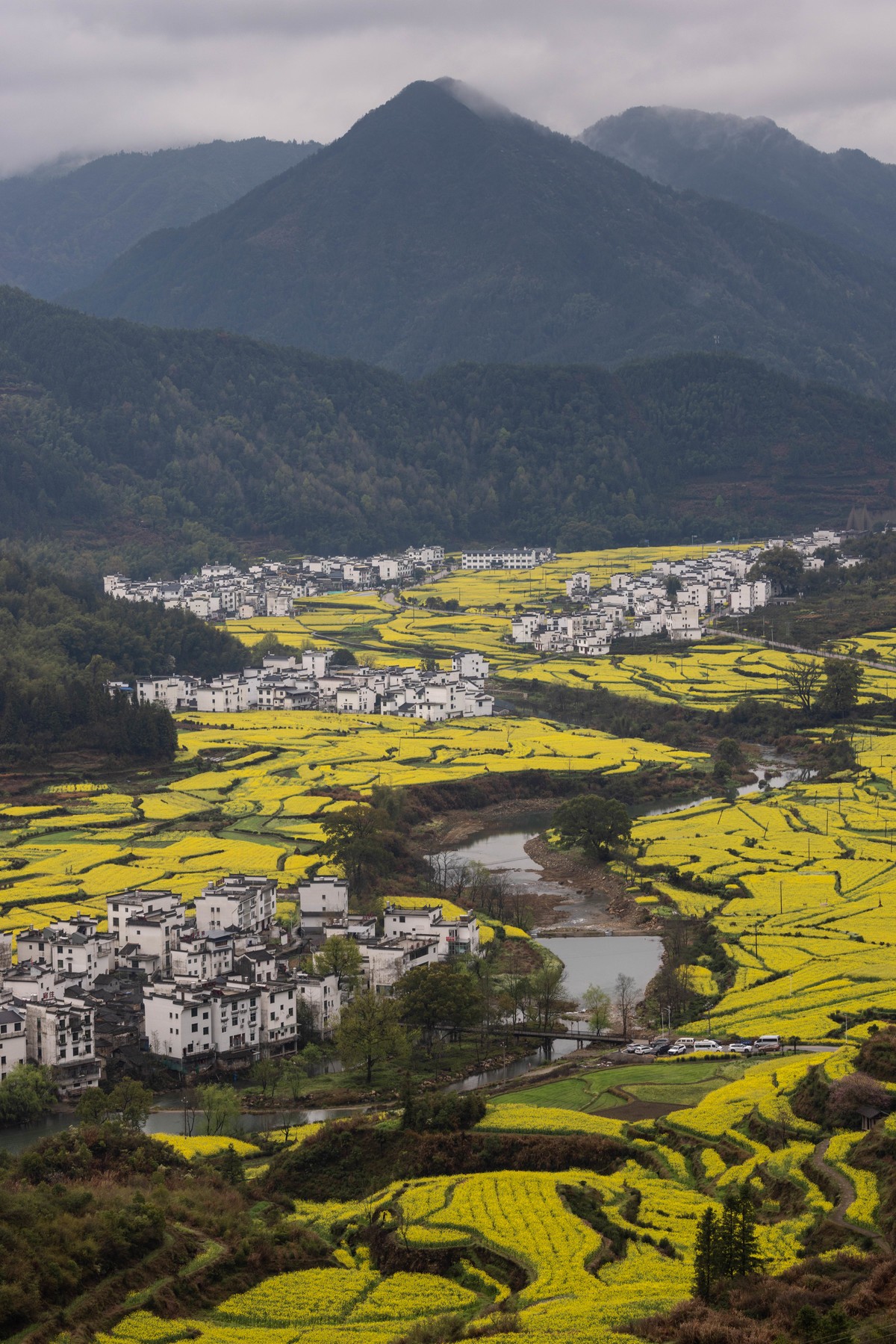 #花开春光寻美景#--春雨中的婺源油菜花