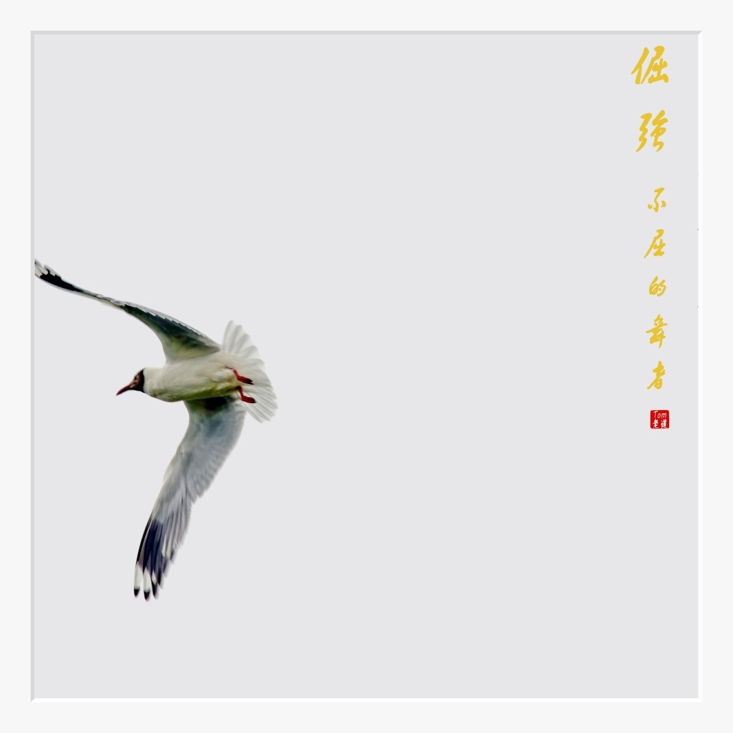 倔强—不屈的舞者！！！