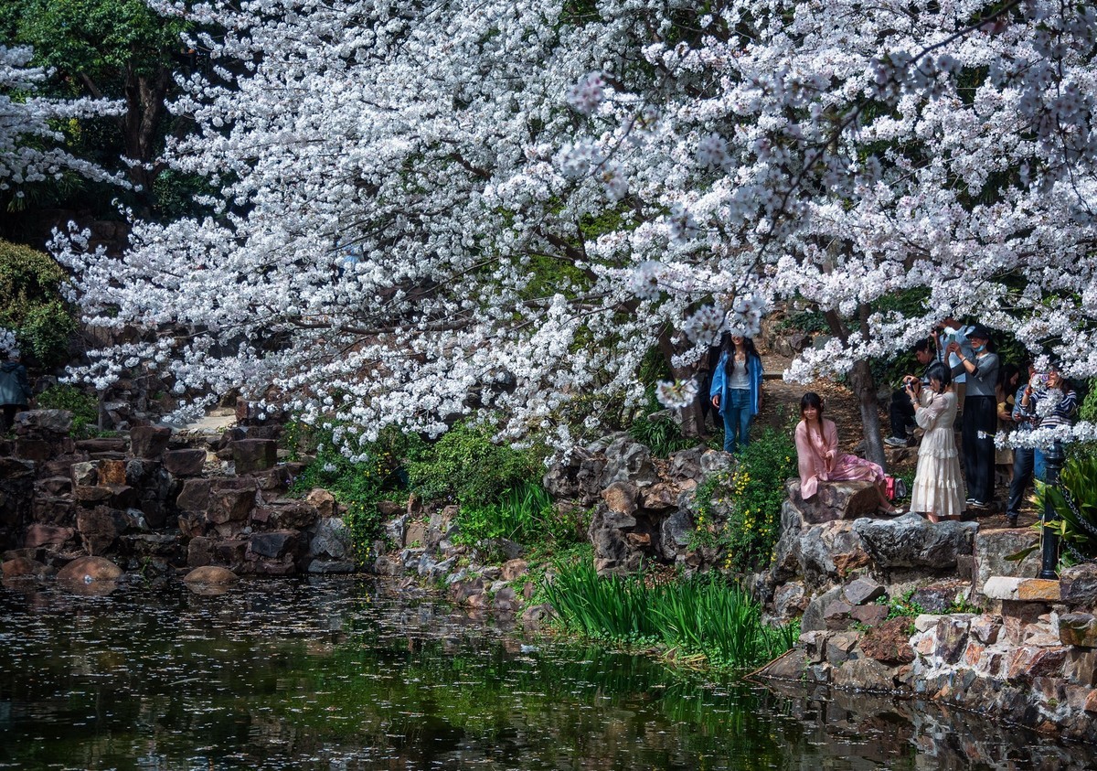 鲁迅公园赏樱