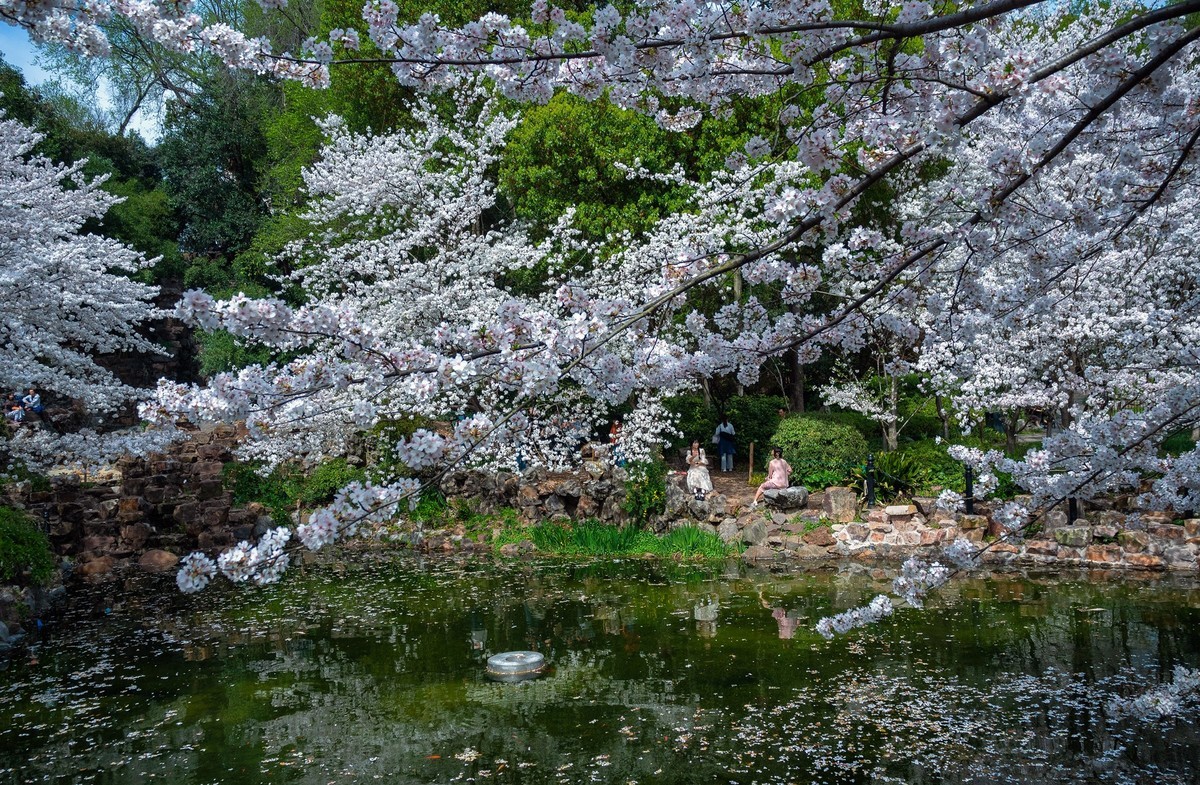 鲁迅公园赏樱