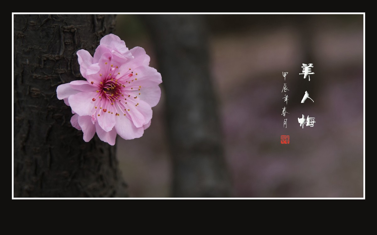 老干盛开美人梅