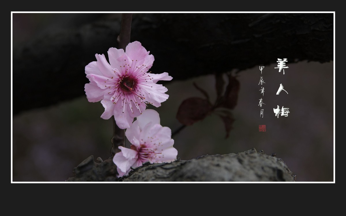 老干盛开美人梅