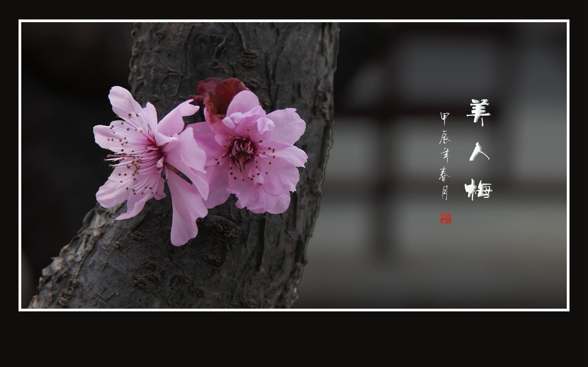 老干盛开美人梅