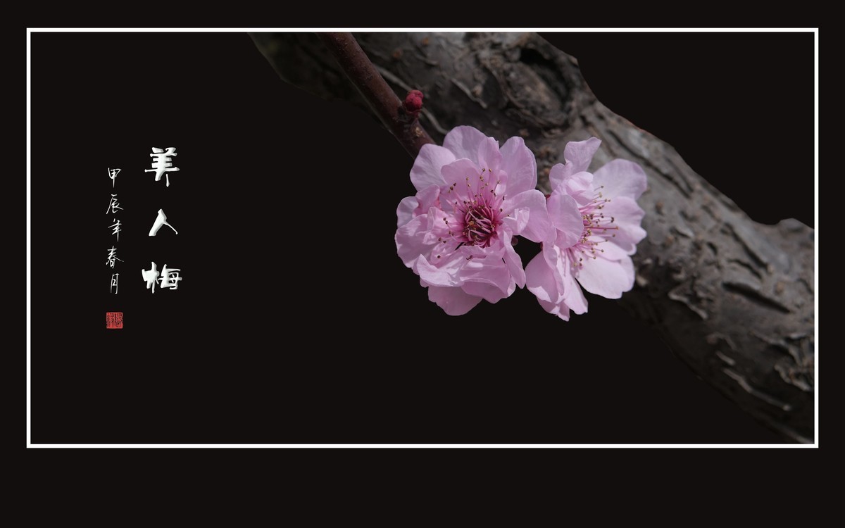 老干盛开美人梅