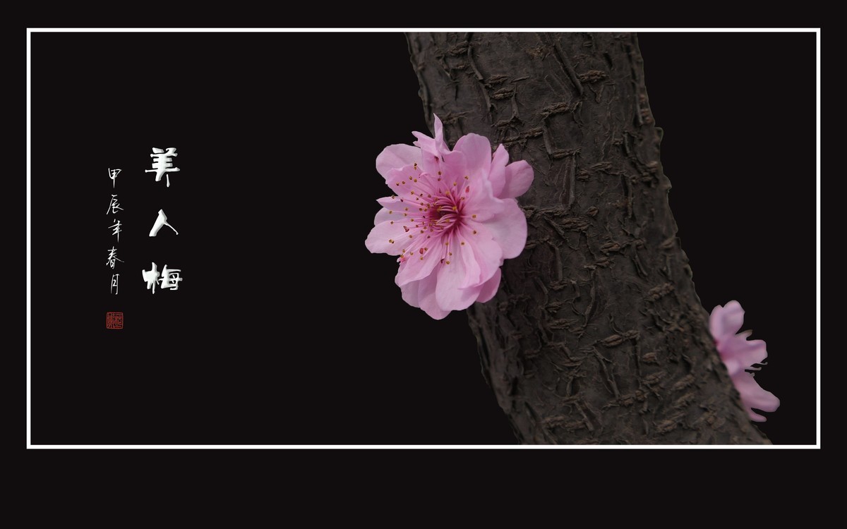 老干盛开美人梅