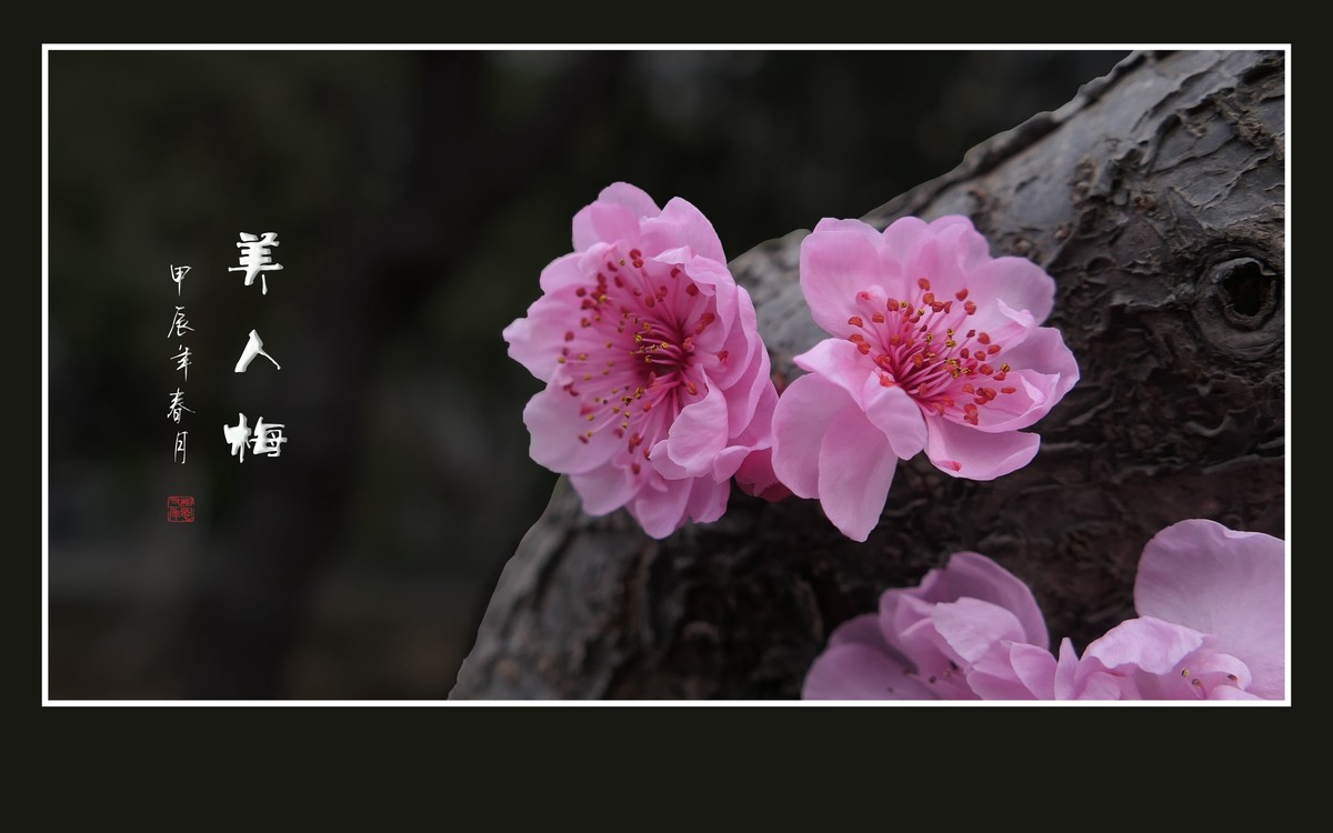 老干盛开美人梅