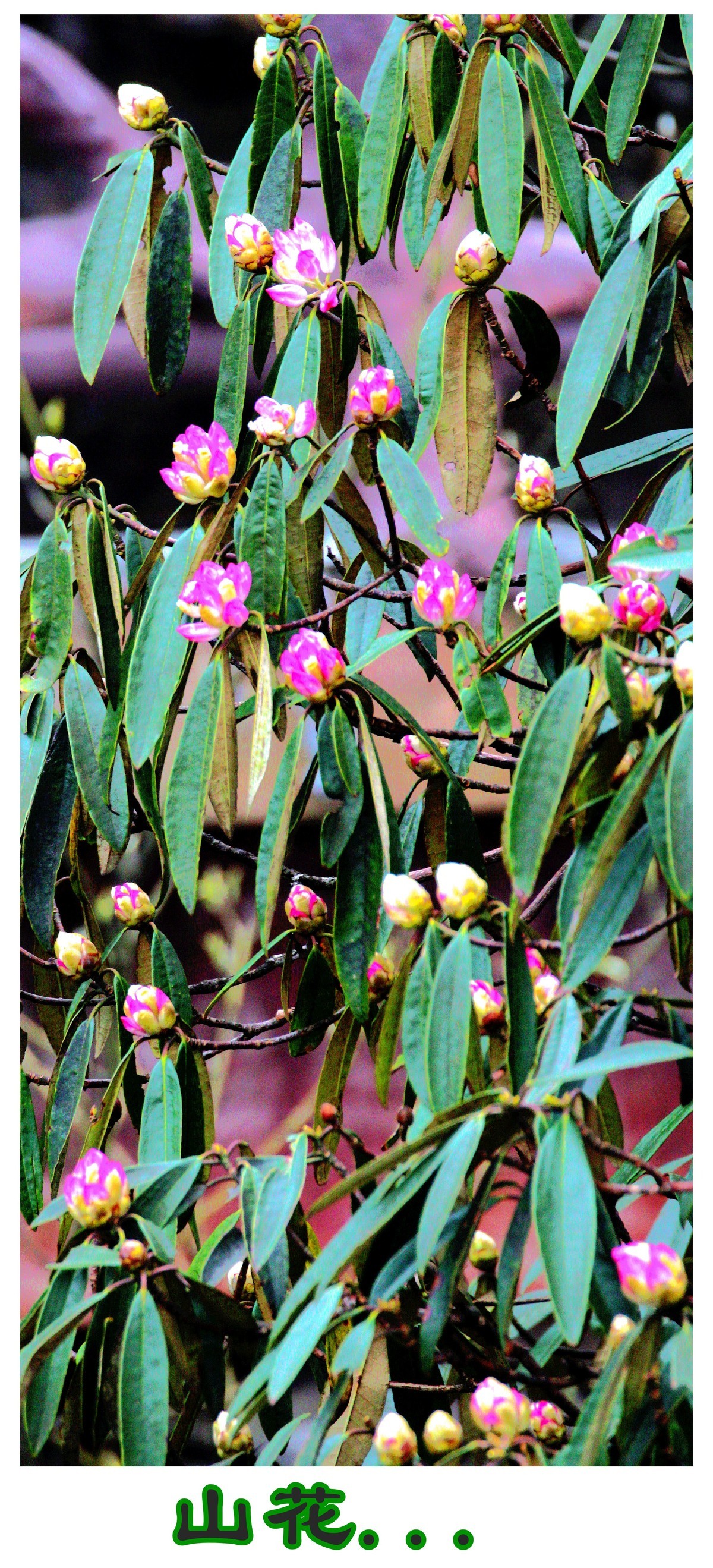 走进郴州莽山览风光