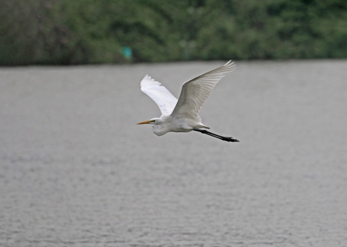 低空飞翔的白鹭