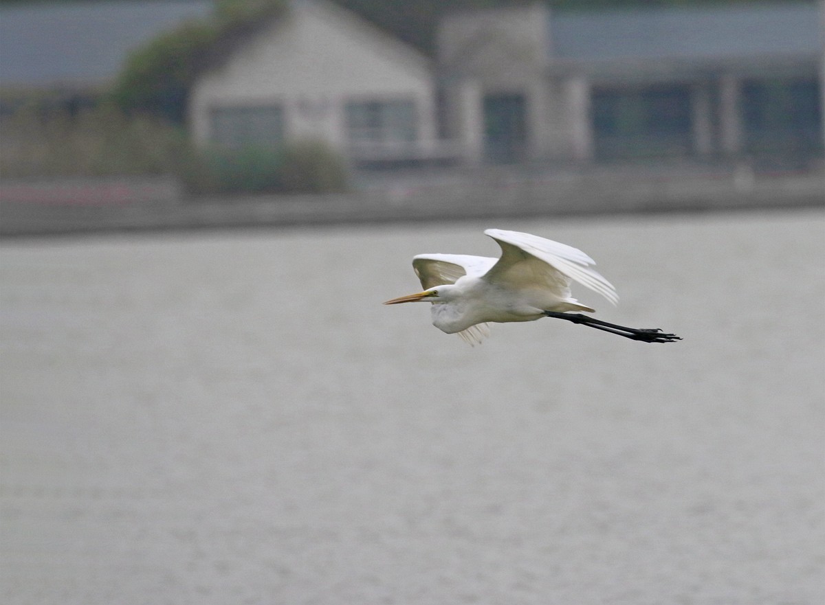 低空飞翔的白鹭