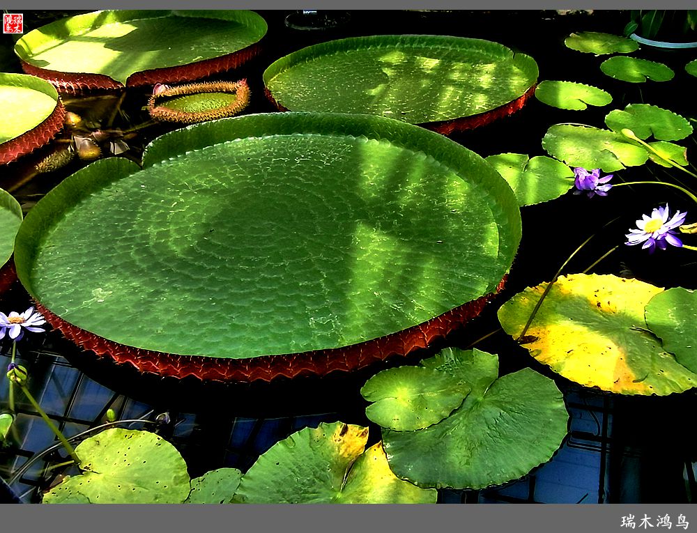 【国家植物园】2.雍容的睡莲款款地绽放