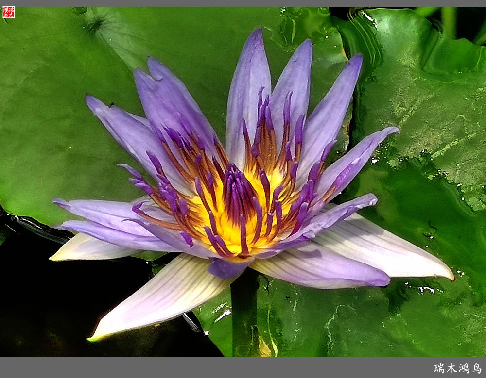 【国家植物园】2.雍容的睡莲款款地绽放