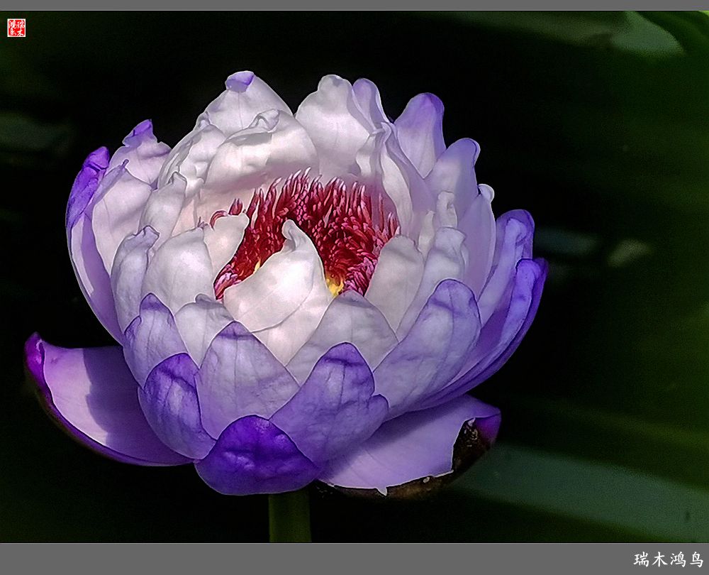 【国家植物园】2.雍容的睡莲款款地绽放