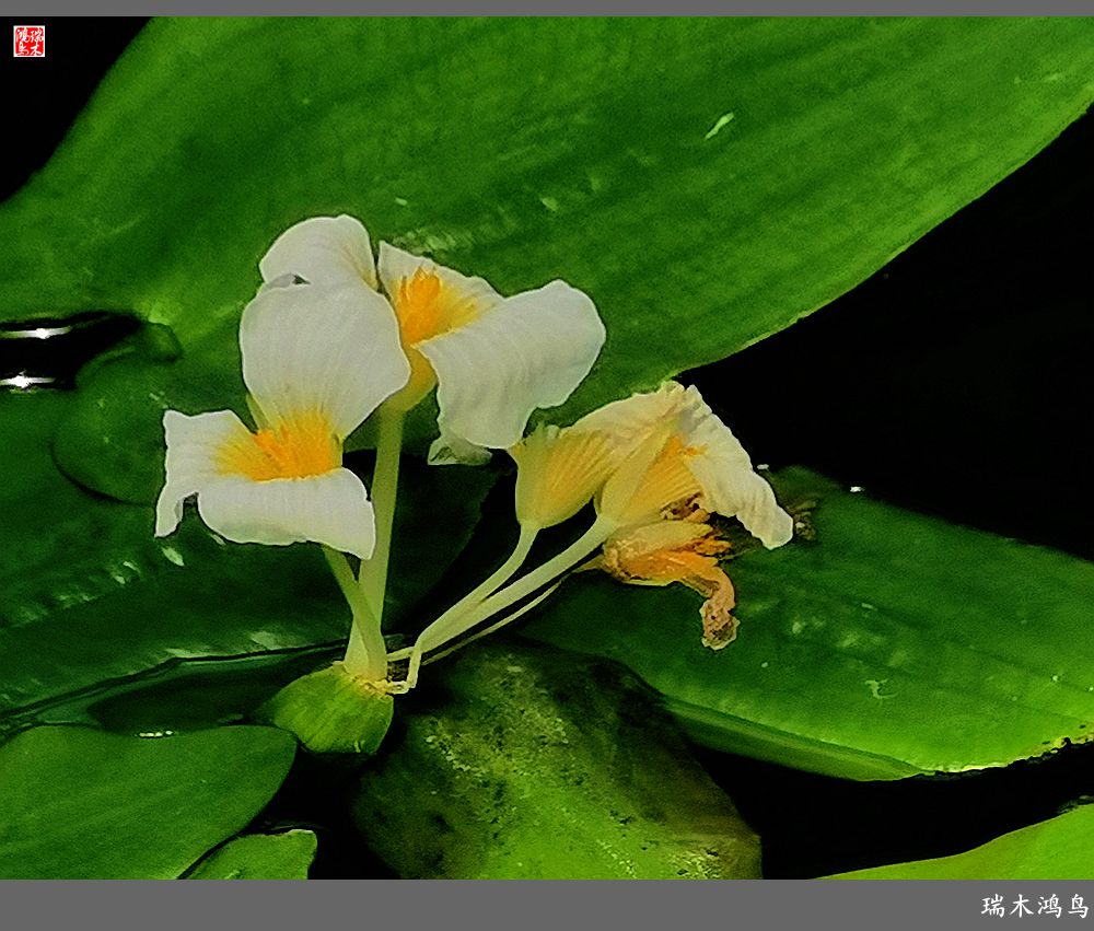 【国家植物园】2.雍容的睡莲款款地绽放