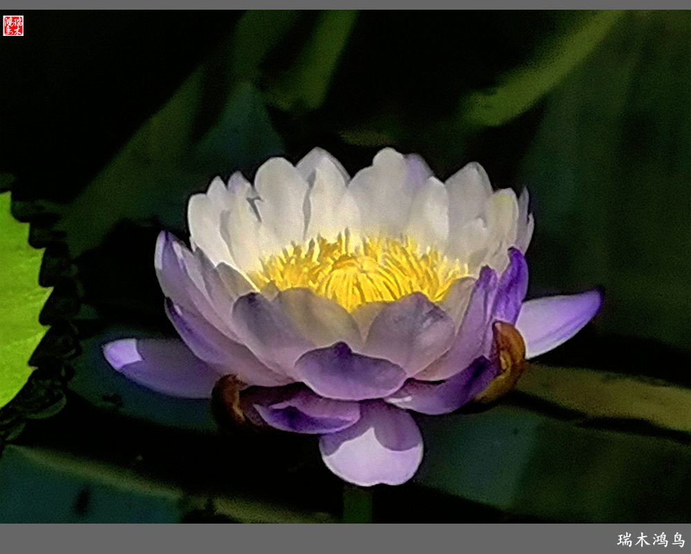 【国家植物园】2.雍容的睡莲款款地绽放