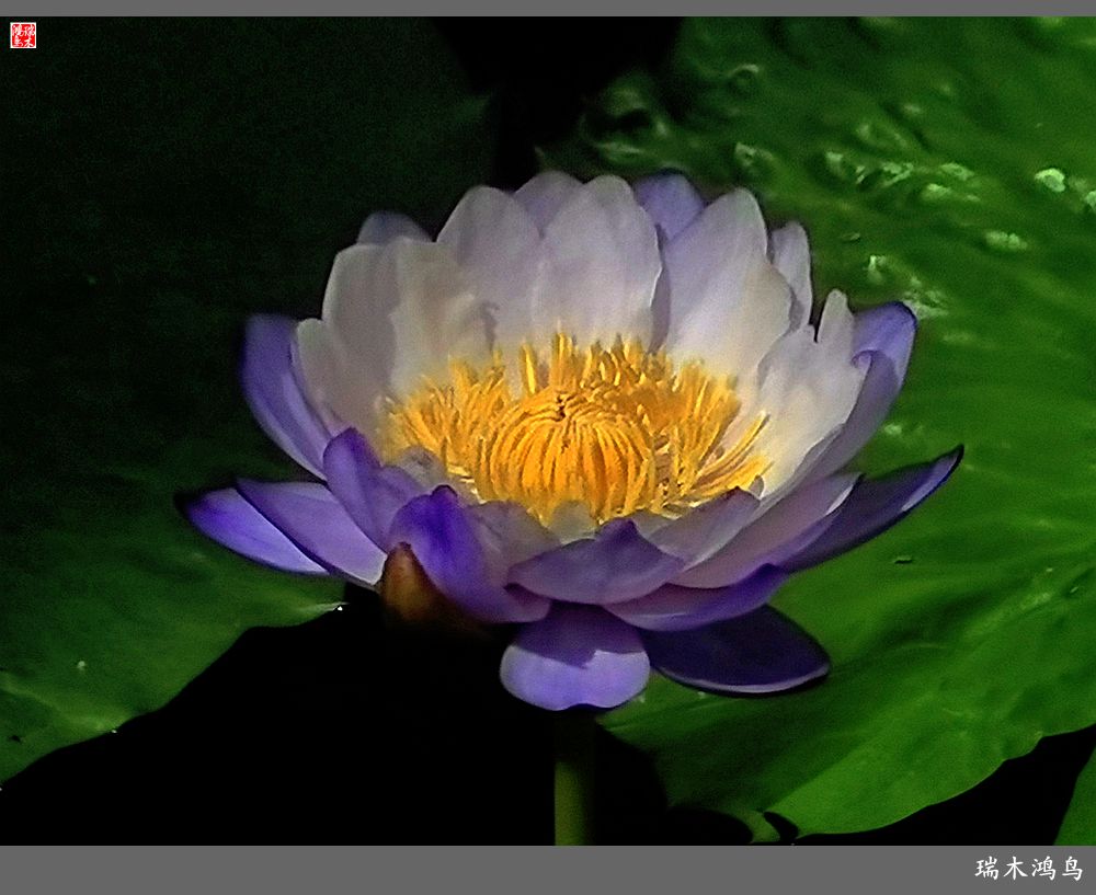 【国家植物园】2.雍容的睡莲款款地绽放