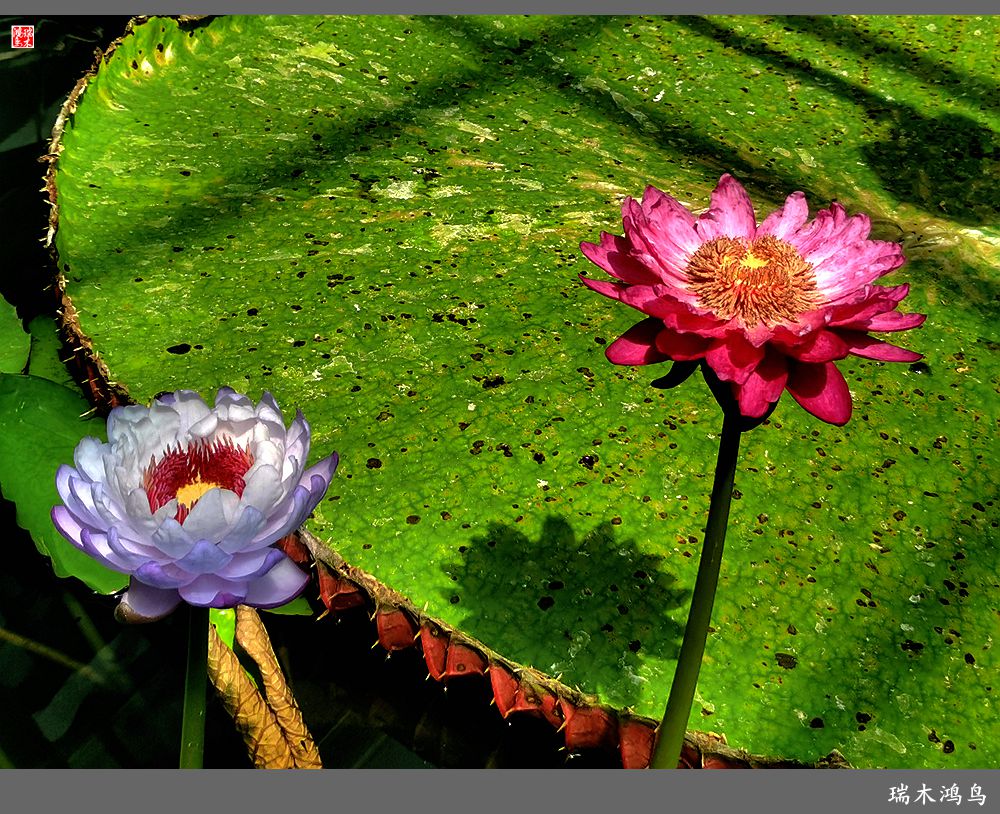 【国家植物园】2.雍容的睡莲款款地绽放