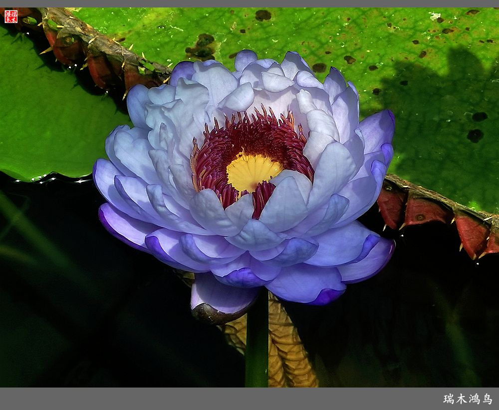 【国家植物园】2.雍容的睡莲款款地绽放