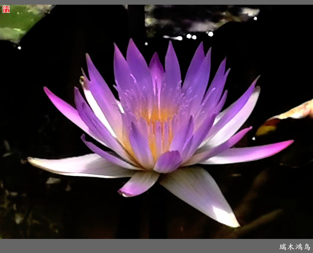 【国家植物园】2.雍容的睡莲款款地绽放