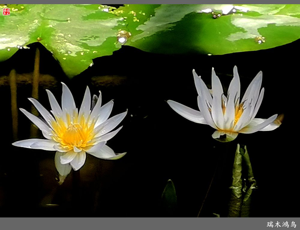 【国家植物园】2.雍容的睡莲款款地绽放