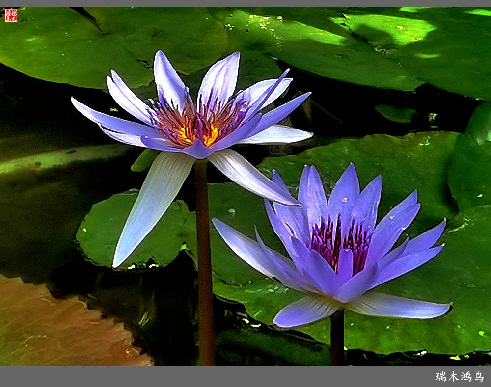 【国家植物园】2.雍容的睡莲款款地绽放