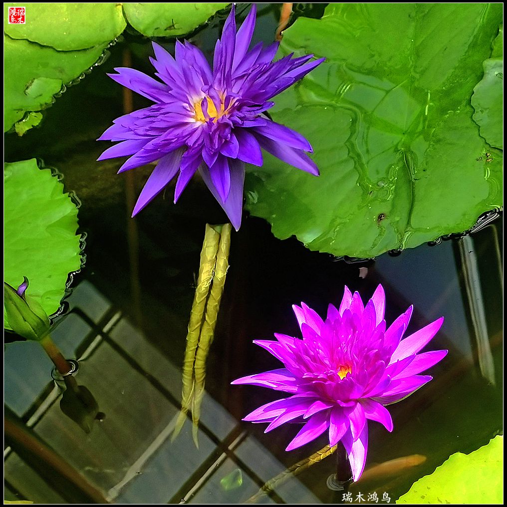 【国家植物园】2.雍容的睡莲款款地绽放