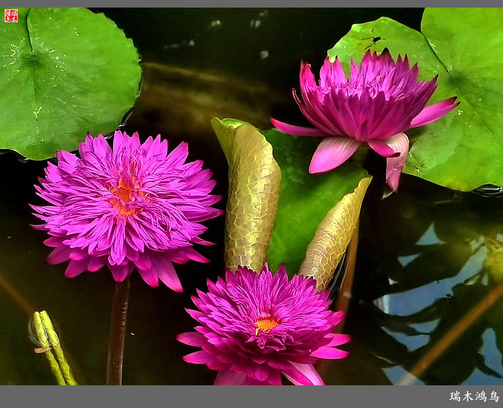 【国家植物园】2.雍容的睡莲款款地绽放