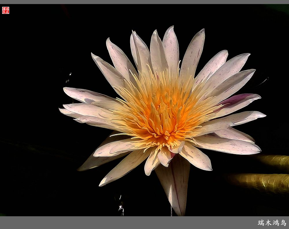 【国家植物园】2.雍容的睡莲款款地绽放