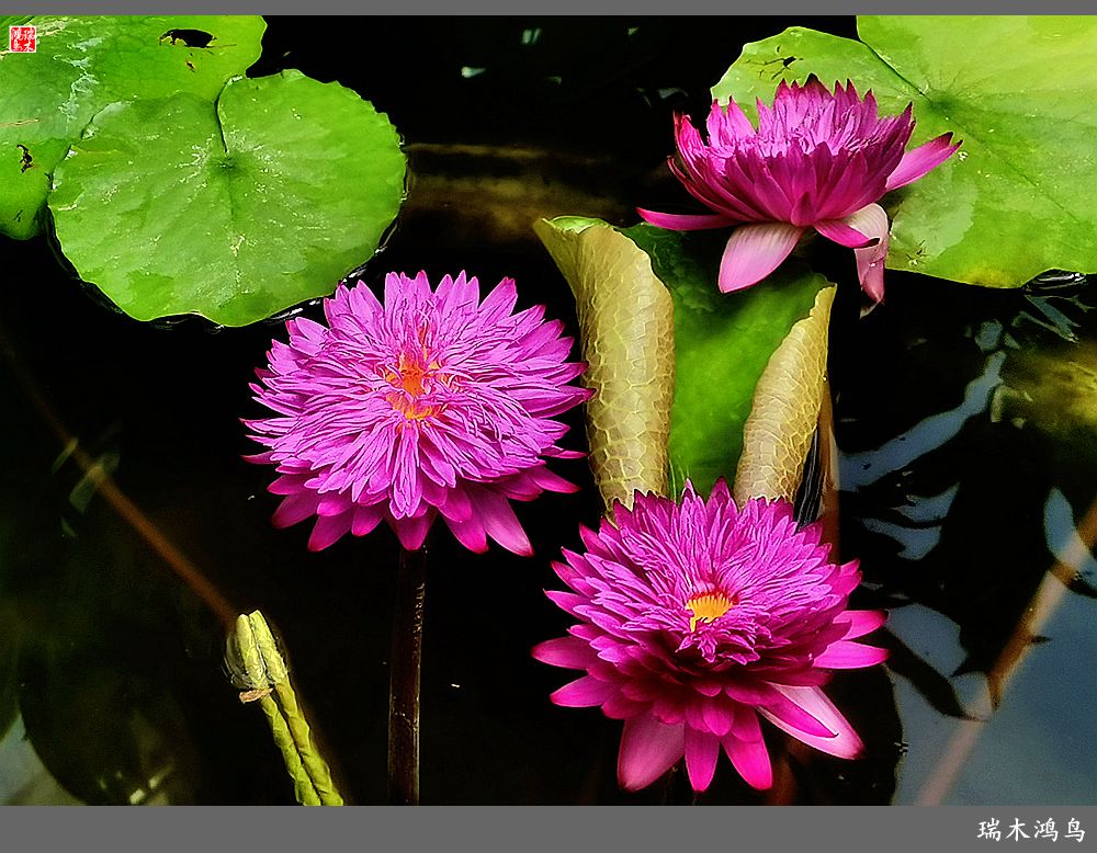 【国家植物园】2.雍容的睡莲款款地绽放