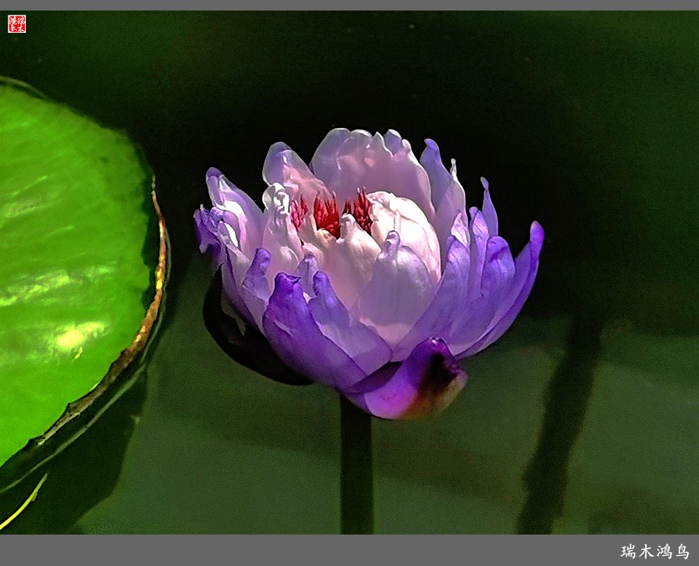 【国家植物园】2.雍容的睡莲款款地绽放