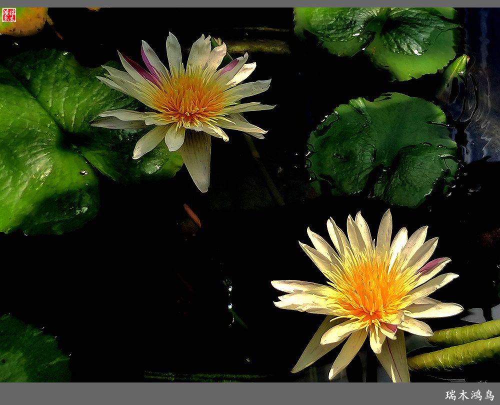 【国家植物园】2.雍容的睡莲款款地绽放