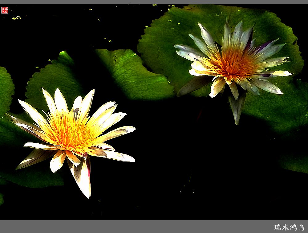 【国家植物园】2.雍容的睡莲款款地绽放