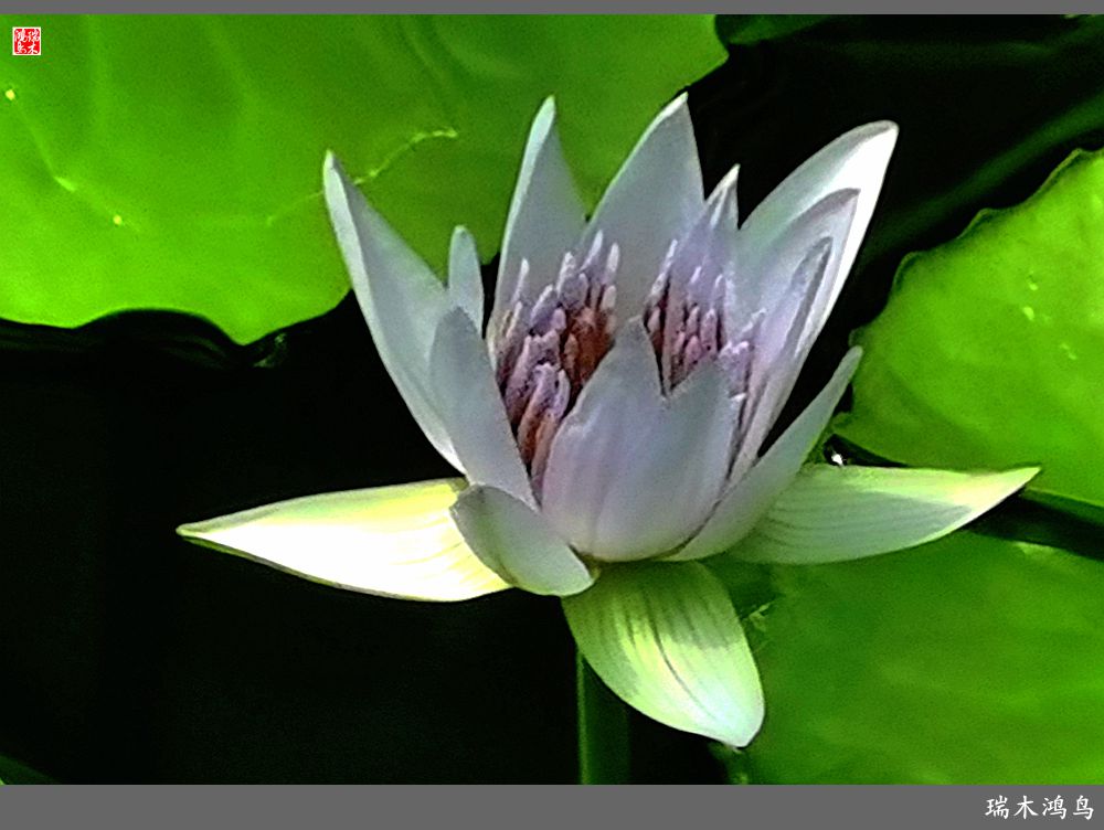 【国家植物园】2.雍容的睡莲款款地绽放