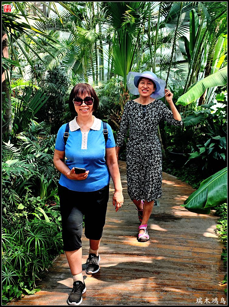 【国家植物园】2.雍容的睡莲款款地绽放