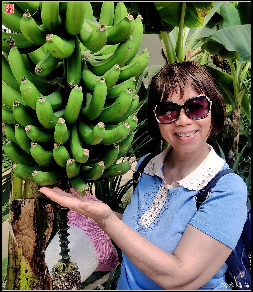 【国家植物园】2.雍容的睡莲款款地绽放