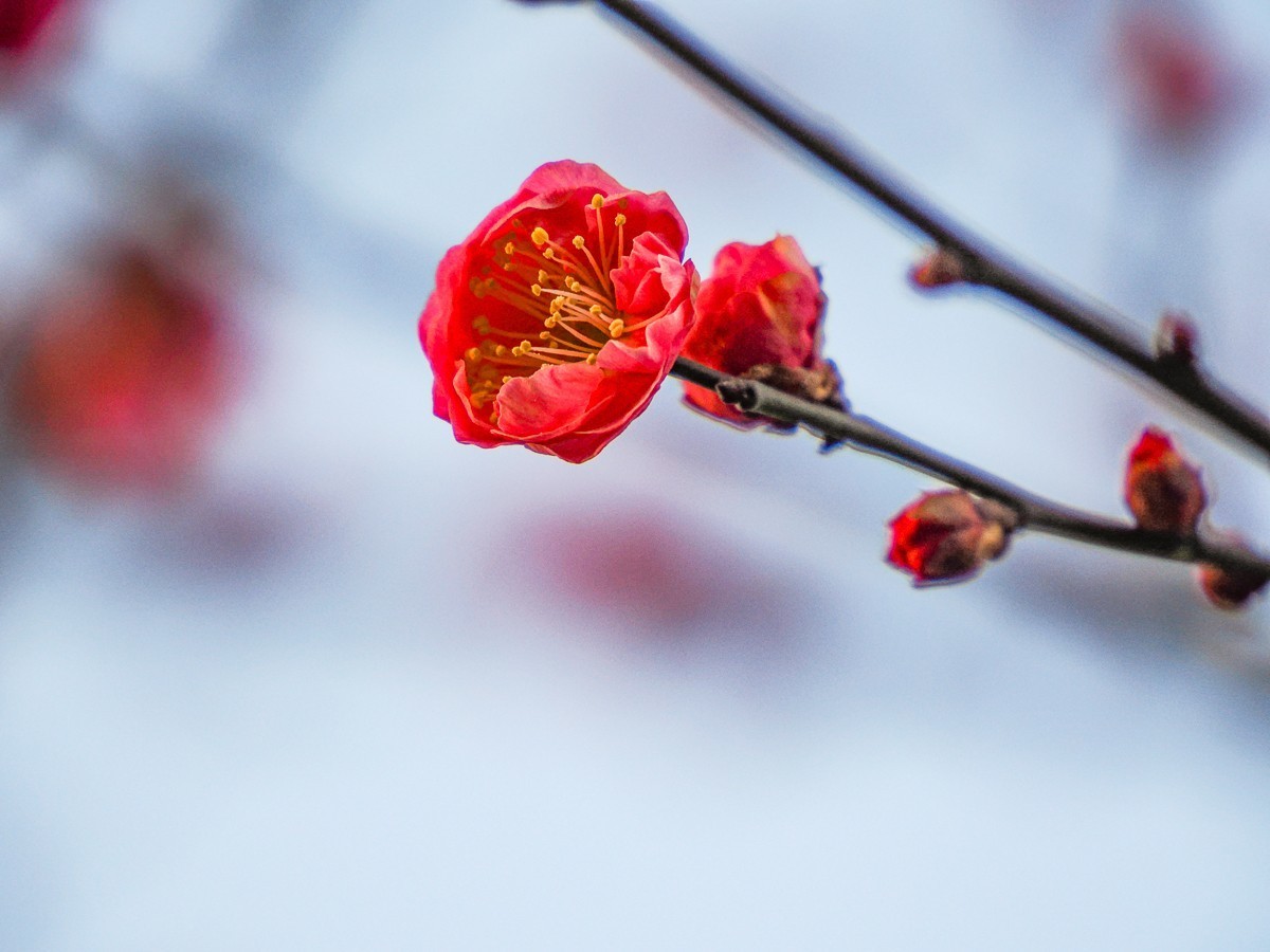 明城墙下探梅香（北京明城墙遗址公园）