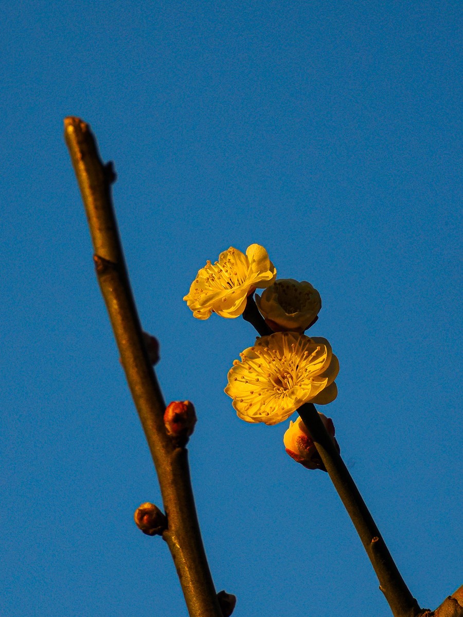 明城墙下探梅香（北京明城墙遗址公园）