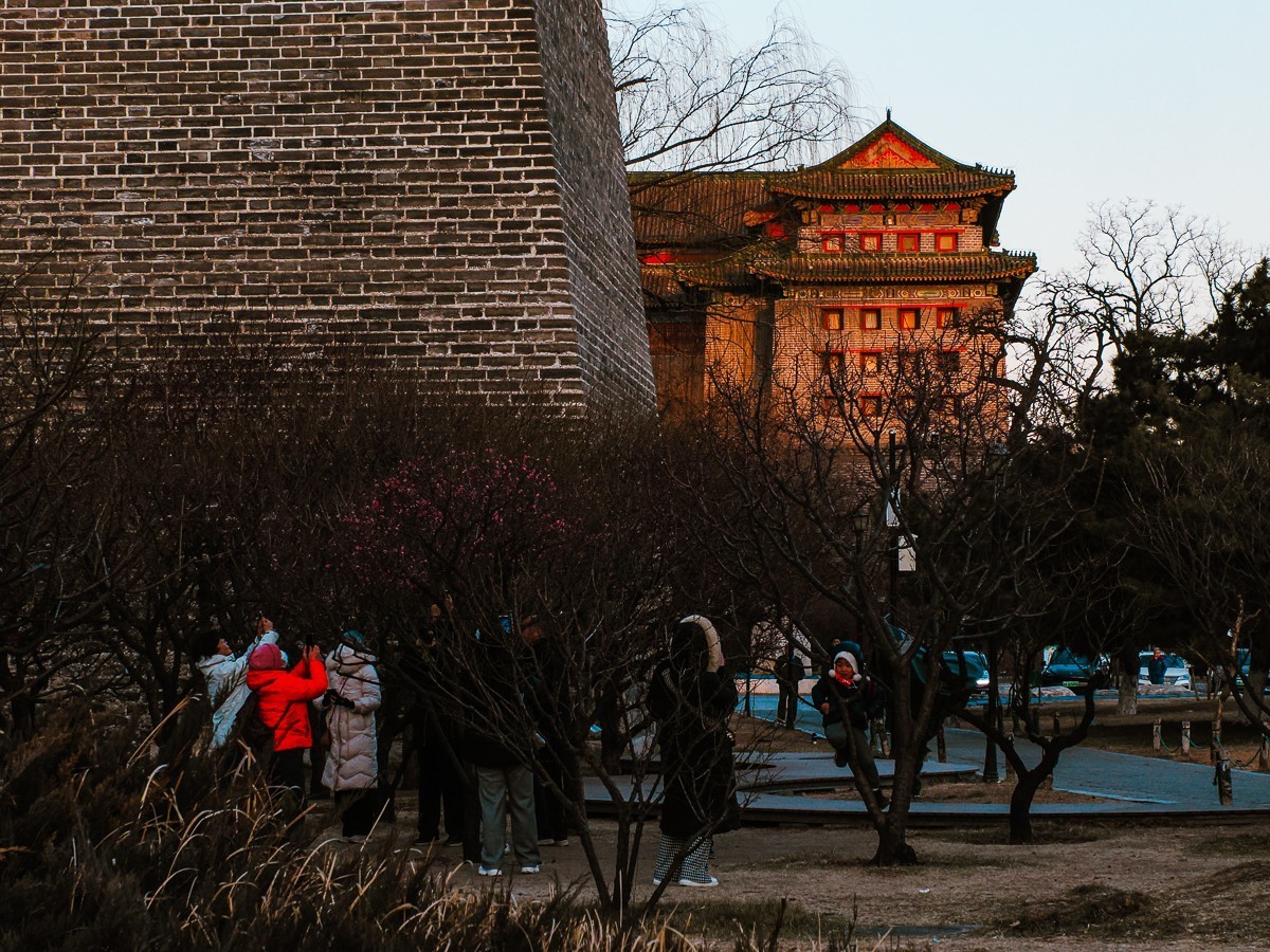 明城墙下探梅香（北京明城墙遗址公园）