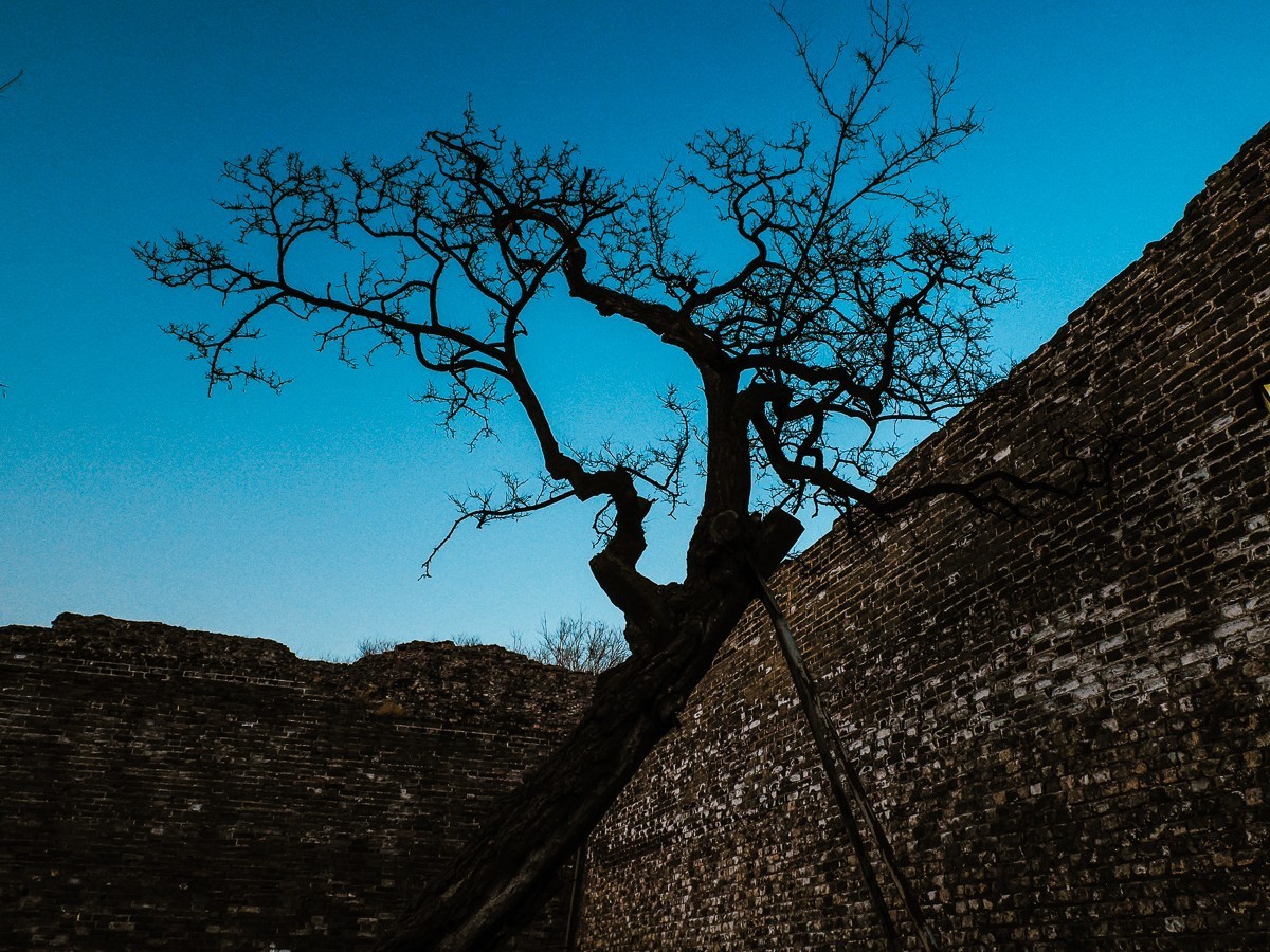 明城墙下探梅香（北京明城墙遗址公园）