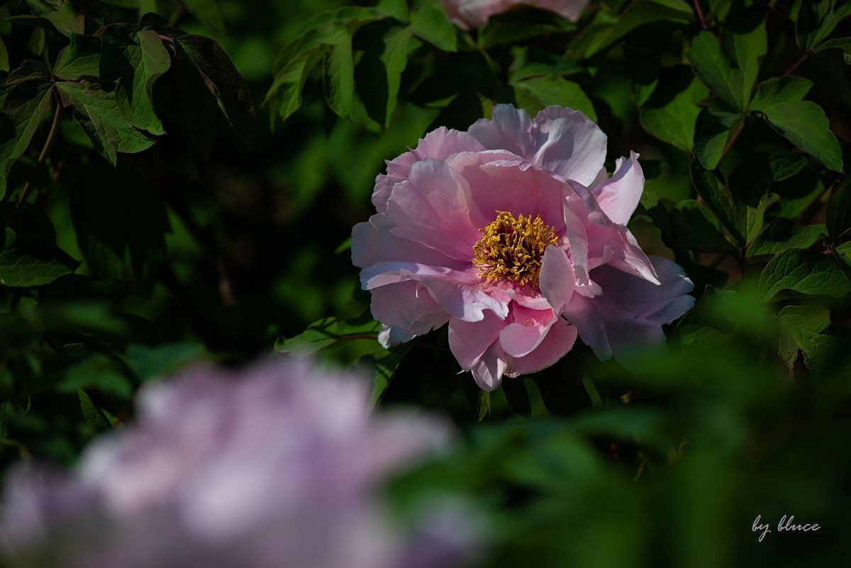 苏州植物园掠影（3）