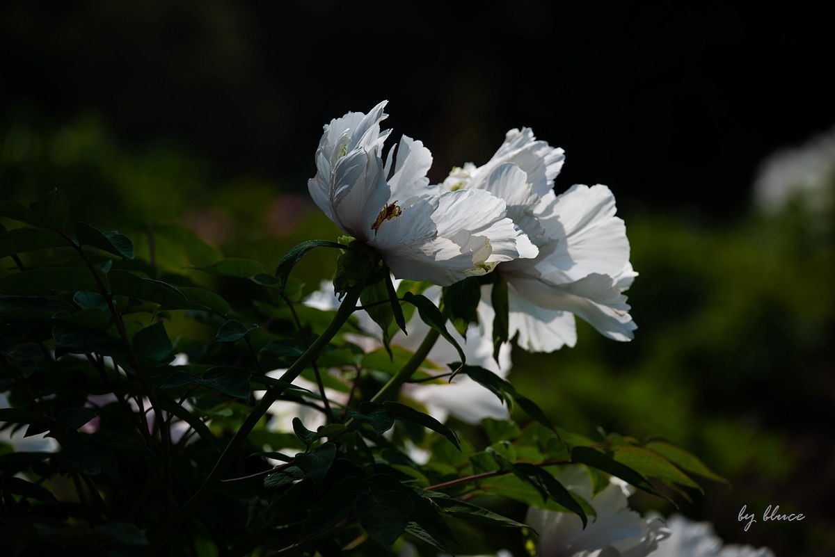 苏州植物园掠影（3）