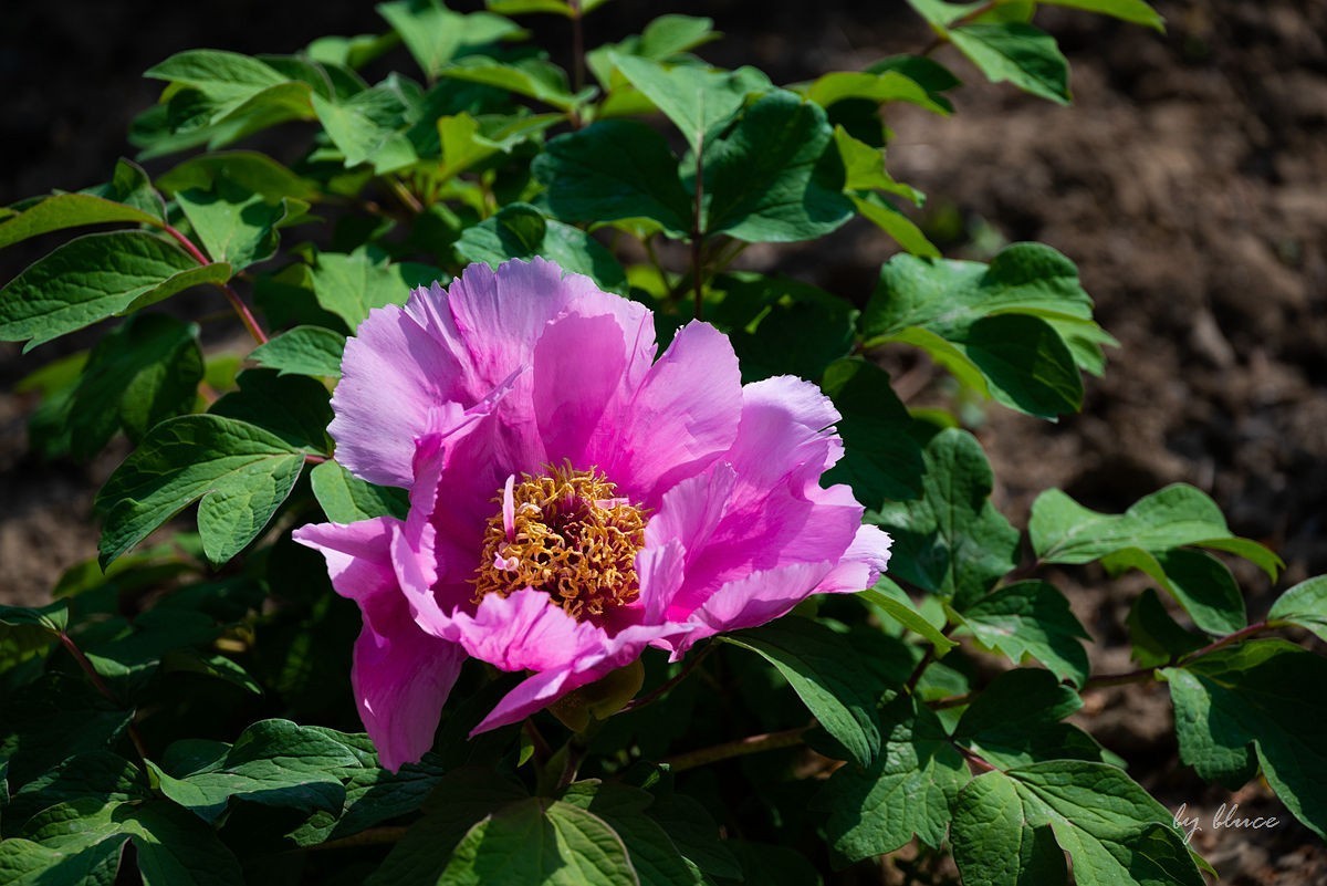 苏州植物园掠影（3）
